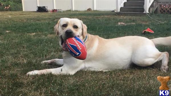 a labrador retriever dog lying on the grass with a ball in its mouth