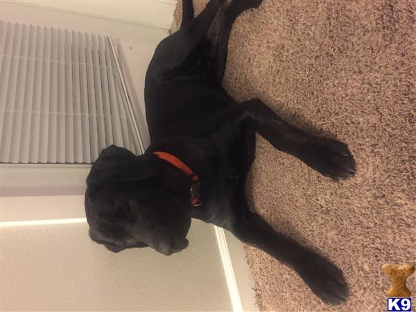 a black labrador retriever dog lying on the floor