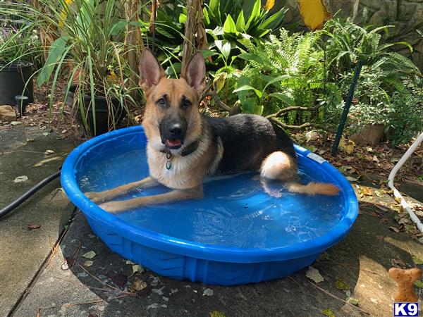 a german shepherd dog in a blue pool