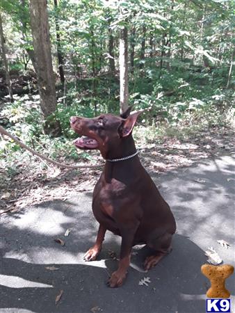 a doberman pinscher dog sitting on a rock