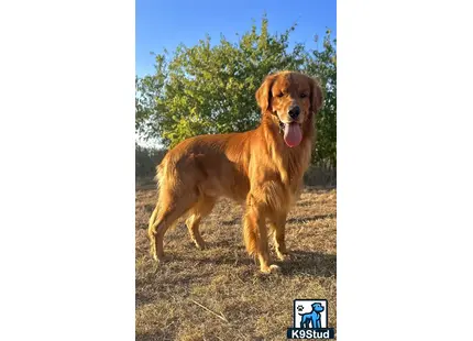 a golden retriever dog standing outside