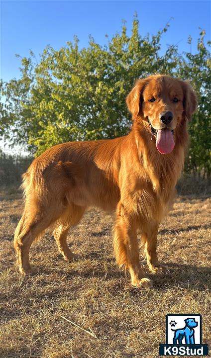 a golden retriever dog standing outside