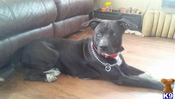 a american pit bull dog lying on the floor