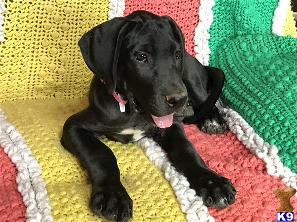 a black great dane puppy lying on a colorful rug