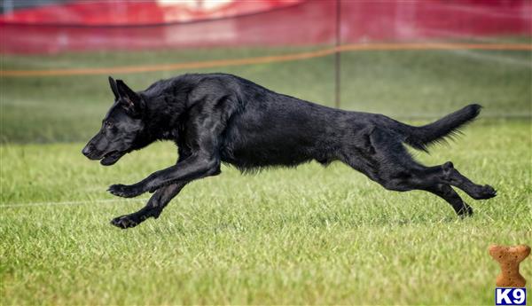 a black german shepherd dog running on grass