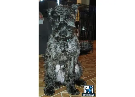 a miniature schnauzer dog sitting on a wood floor