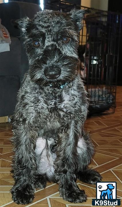 a miniature schnauzer dog sitting on a wood floor