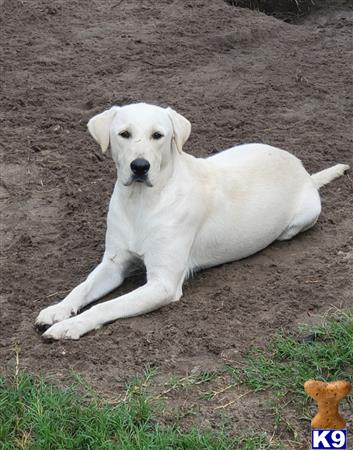 a white labrador retriever dog lying on the ground