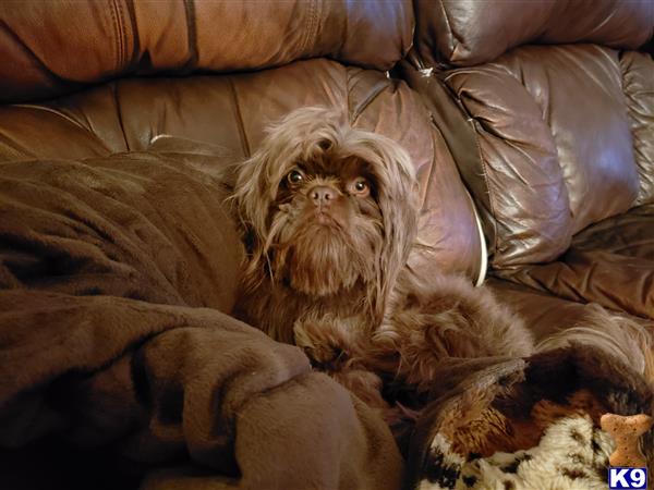 a shih tzu dog lying on a couch
