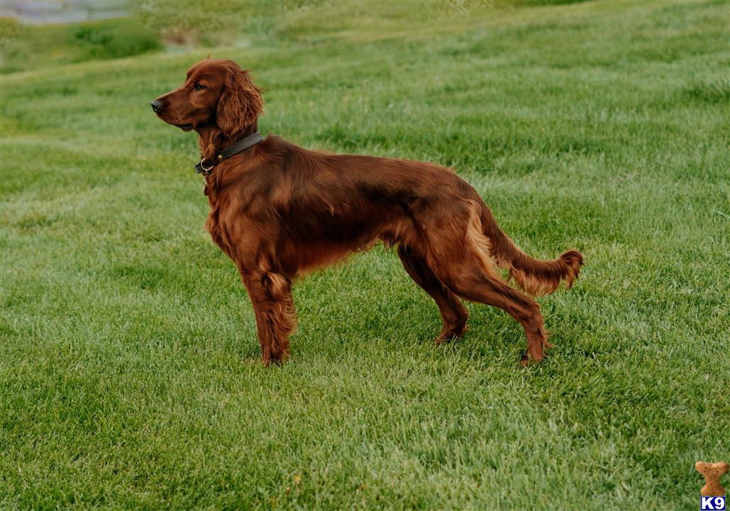 a irish setter dog standing in a grassy area