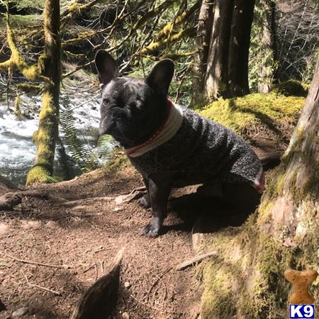 a french bulldog dog sitting in the woods