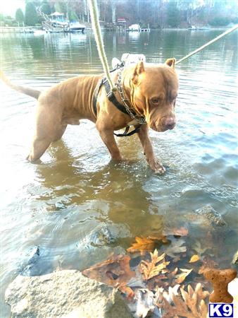 a american pit bull dog on a stick in water