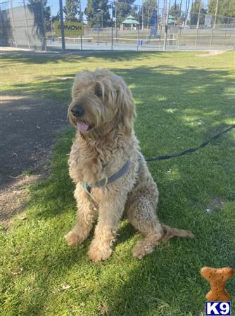 a goldendoodles dog sitting on grass