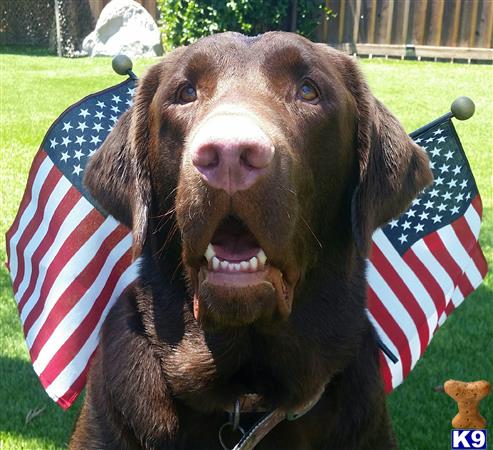 a labrador retriever dog with a flag