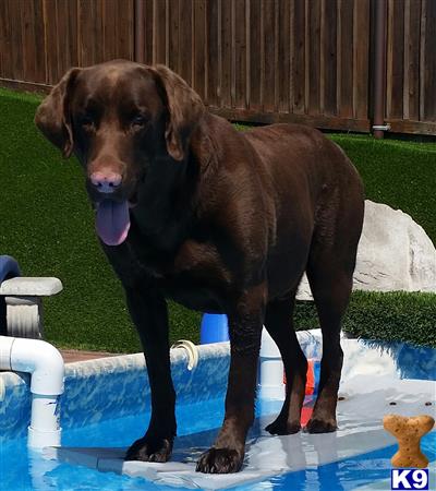 a labrador retriever dog standing on a blue mat