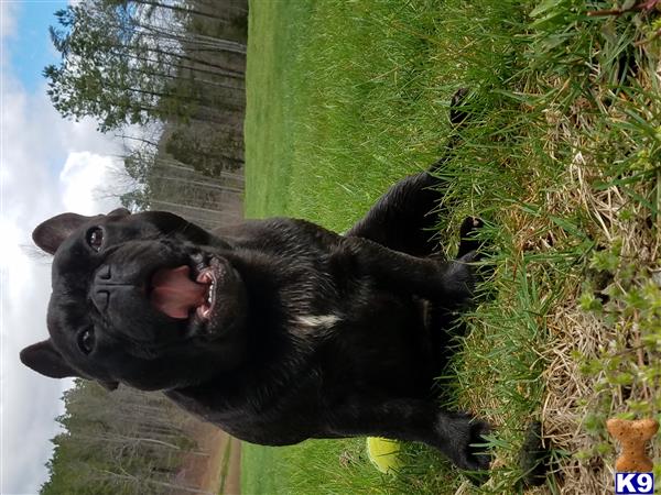 a black french bulldog dog standing on grass