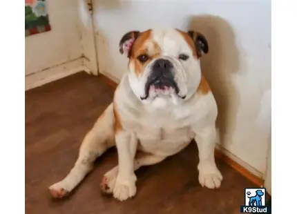 a english bulldog dog sitting on the floor