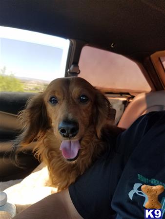a dachshund dog sitting in a car