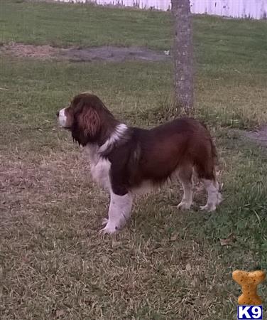 a english springer spaniel dog standing on grass