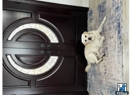 a labrador retriever dog jumping in the air