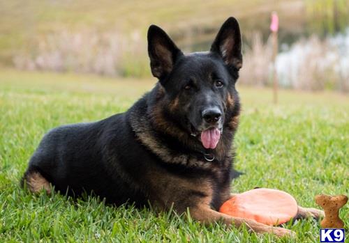 a german shepherd dog sitting in the grass