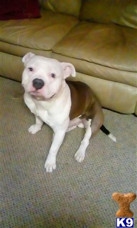 a american bully dog sitting on the floor