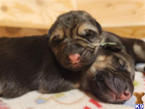 a german shepherd puppy with its mouth open