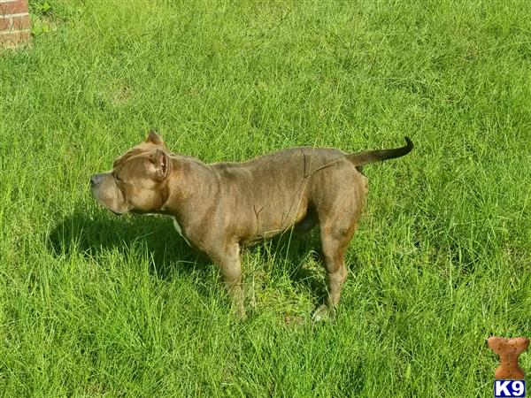 a american bully dog standing in a grassy area