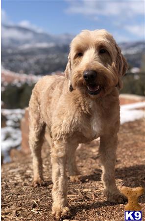 a goldendoodles dog standing on dirt