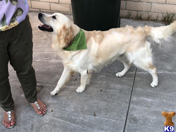 a golden retriever dog standing on a sidewalk