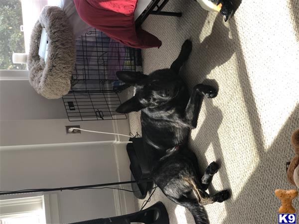 a black german shepherd dog sitting on the floor