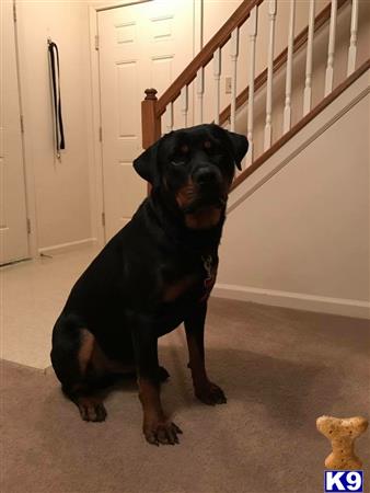 a black rottweiler dog sitting on the floor