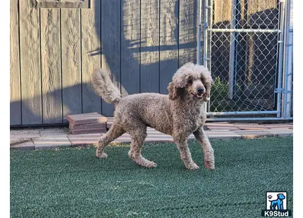 a poodle dog standing on grass