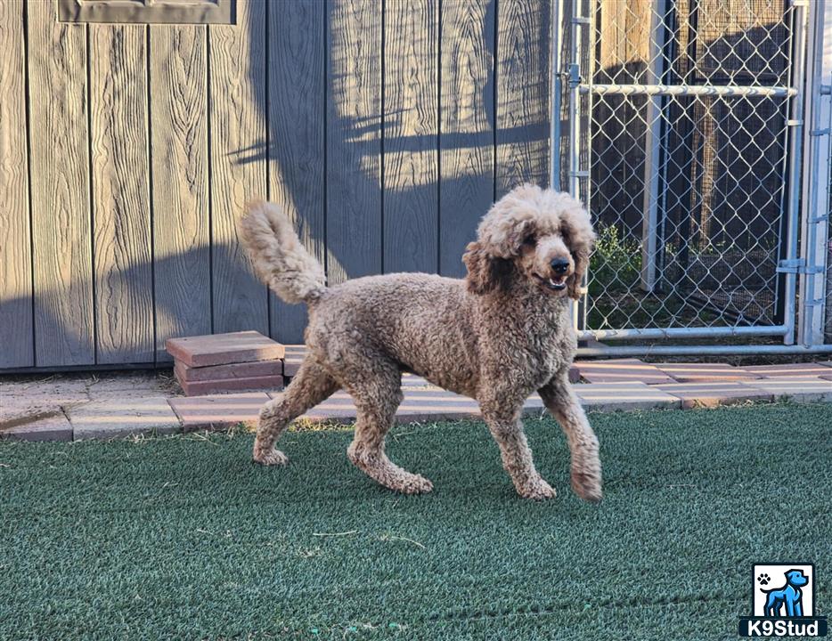 a poodle dog standing on grass