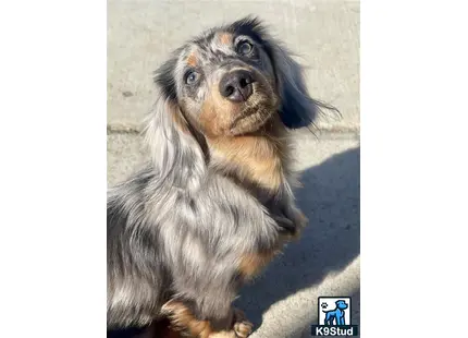 a dachshund dog sitting on the ground