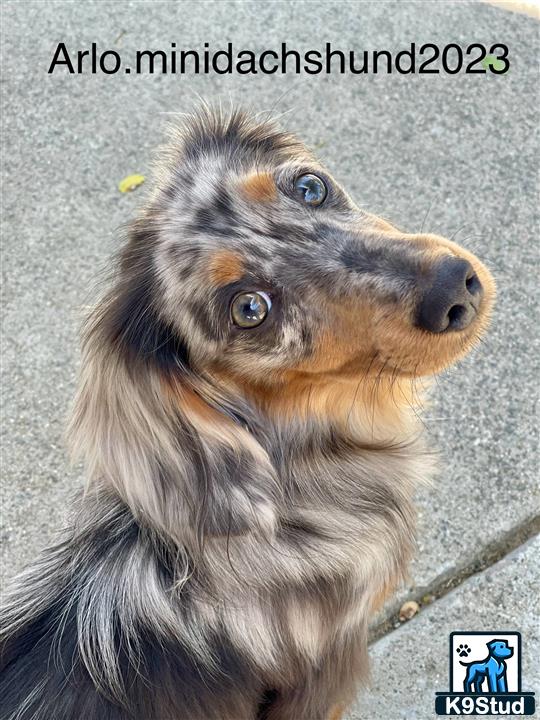 a dachshund dog looking at the camera