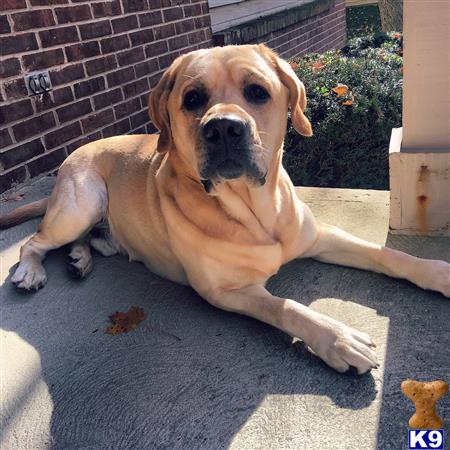 a labrador retriever dog lying on the ground