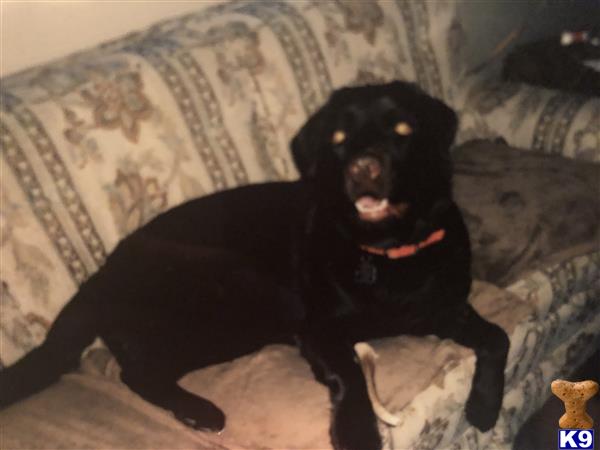 a black labrador retriever dog lying on a couch