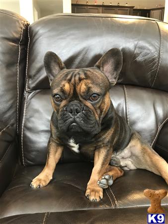 a french bulldog dog lying on a couch