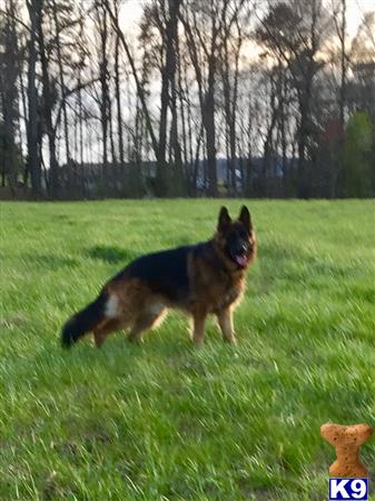 a german shepherd dog standing in a grassy field