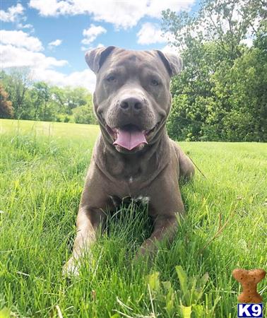 a american bully dog sitting in a grassy field