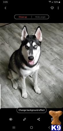 a screenshot of a siberian husky dog