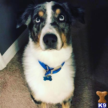 a australian shepherd dog with a blue collar