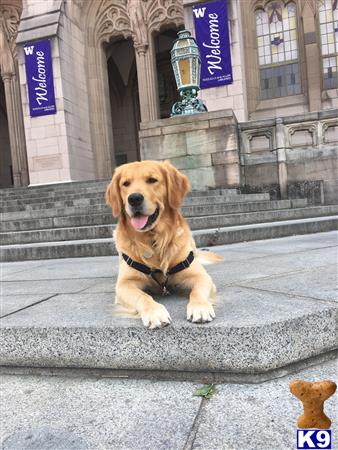 a golden retriever dog sitting on a stone ledge