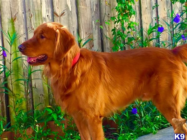 a golden retriever dog standing outside