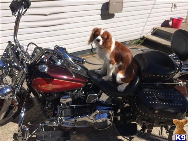 a cat sitting on a motorcycle