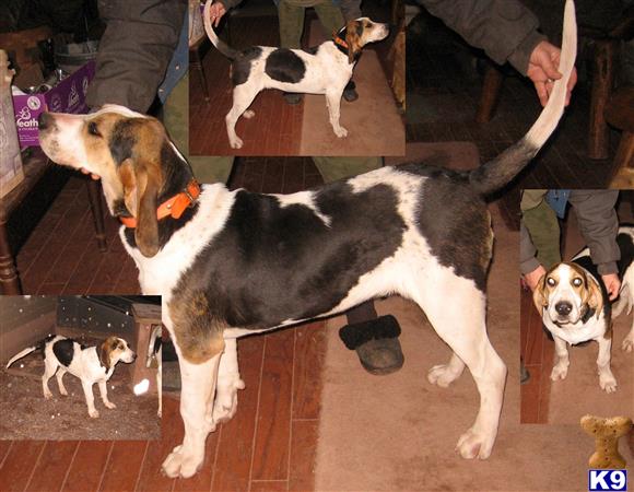 a treeing walker coonhound dog standing on its hind legs