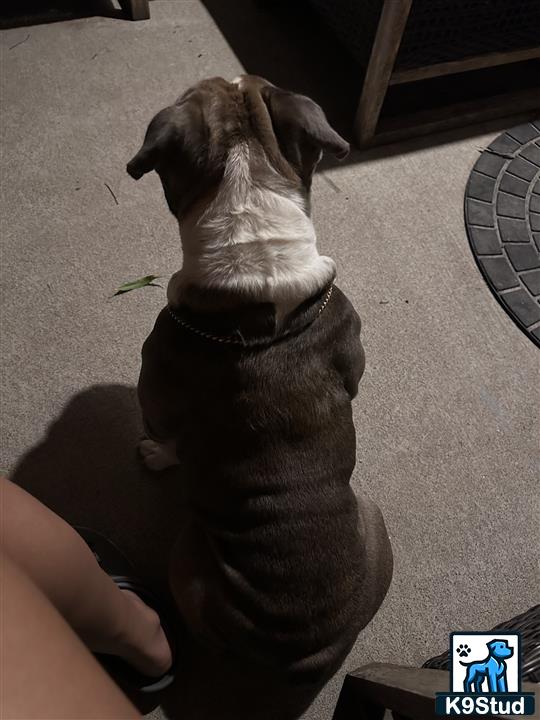 a english bulldog dog sitting on the floor