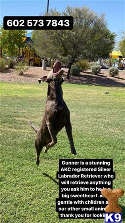 a kangaroo jumping in the air