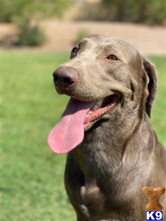 a labrador retriever dog with its tongue out